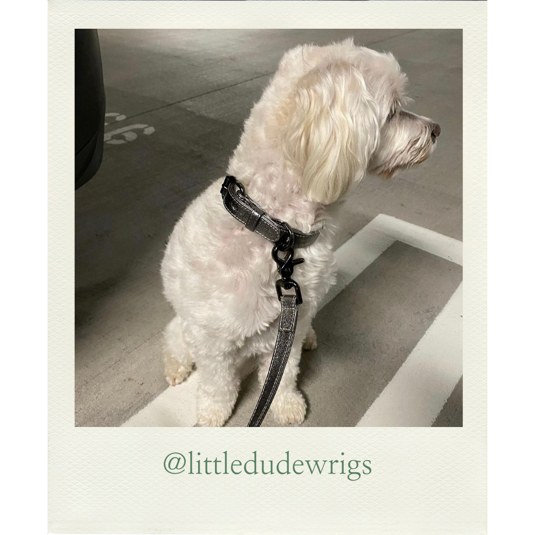 Luxury Leather Dog Collar The Finley Collar Gunmetal Silver Finn