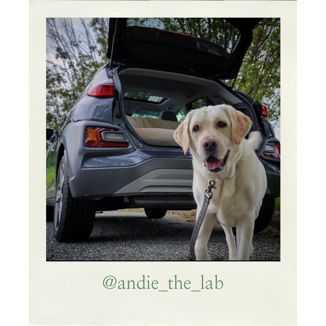 Luxury Leather Dog Collar The Finley Collar Gunmetal Silver Finn